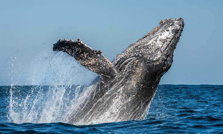 クジラが今も人を魅了し続ける理由
