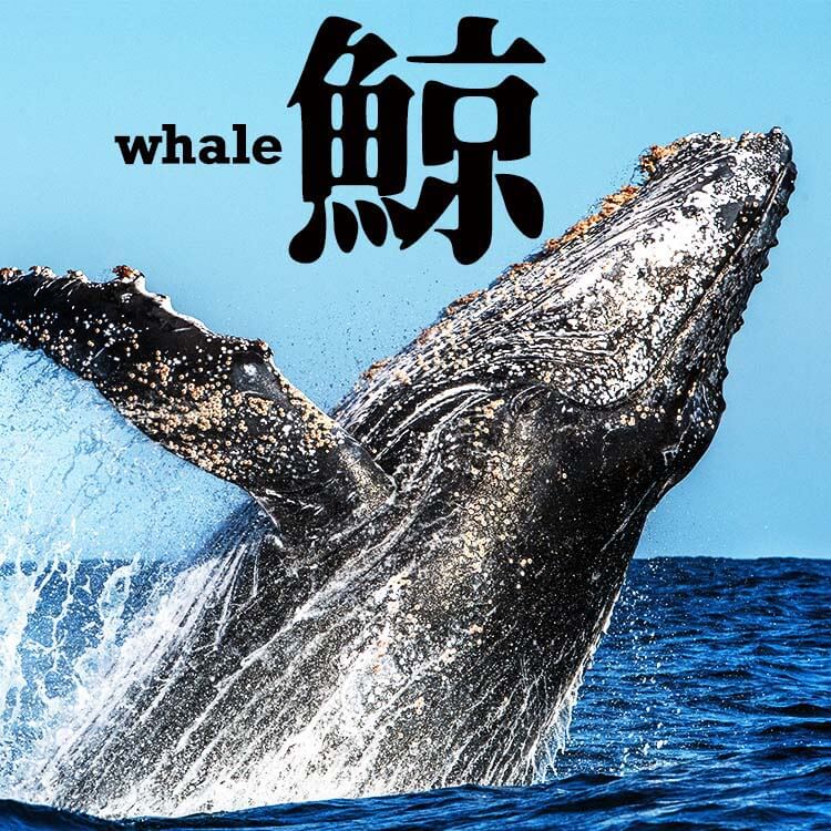 鯨（クジラ）はなぜ人を魅了する？海の哺乳類と文化の深い関係！