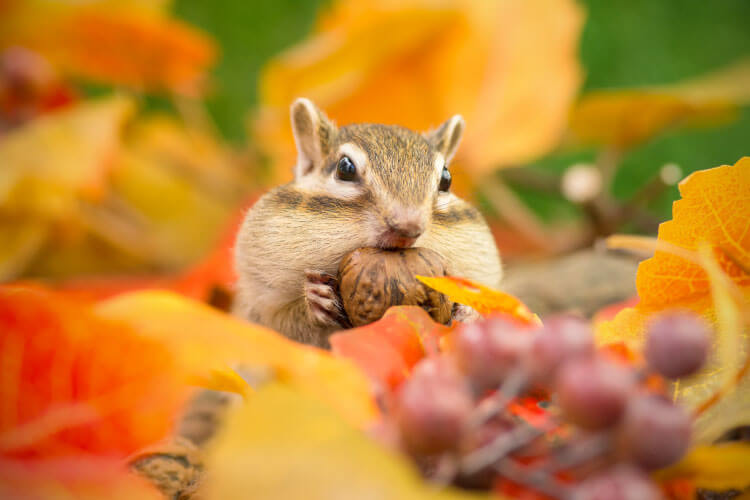 「秋」という季節があるのは日本だけ？世界には「紅葉がない」地域もある？