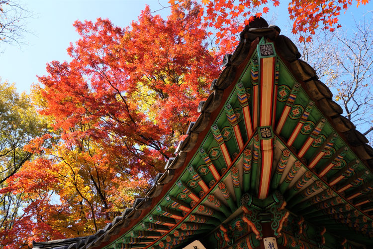 5. 韓国｜紅葉に包まれる世界遺産・昌徳宮