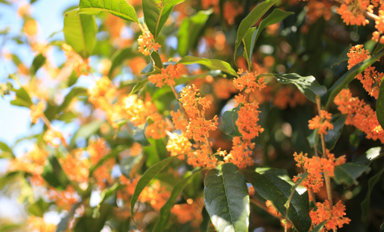 金木犀の花言葉と由来