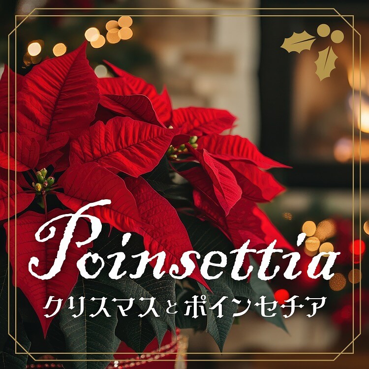 ポインセチアはどんな花？クリスマスとの関係や色別の花言葉をご紹介