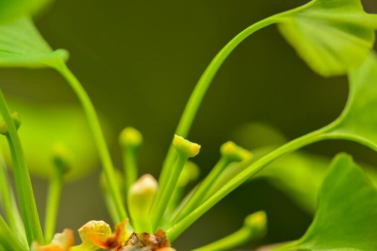 イチョウの花の特徴