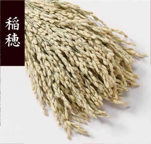 稲穂