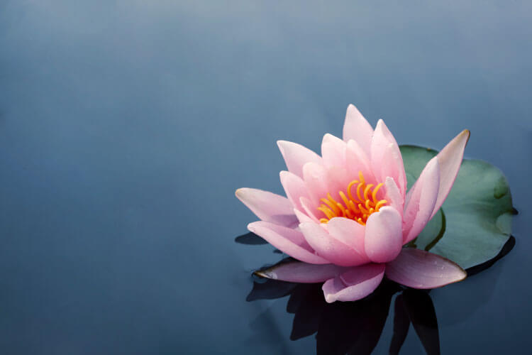 植物や動物など、身近なモチーフに込められた世界