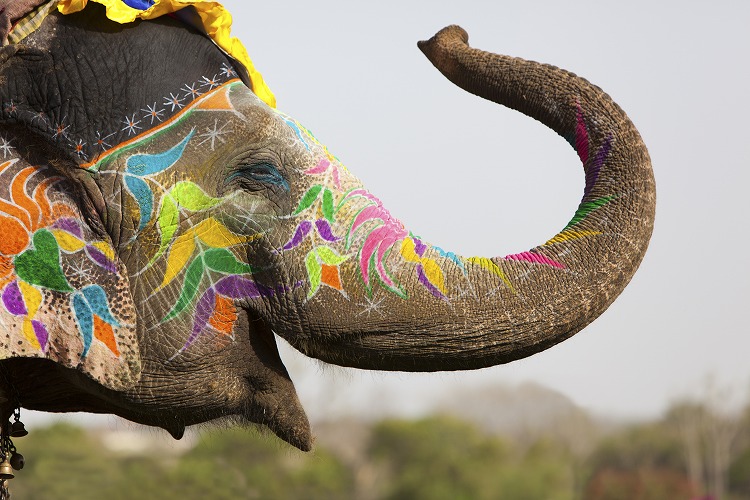 インドの象祭り