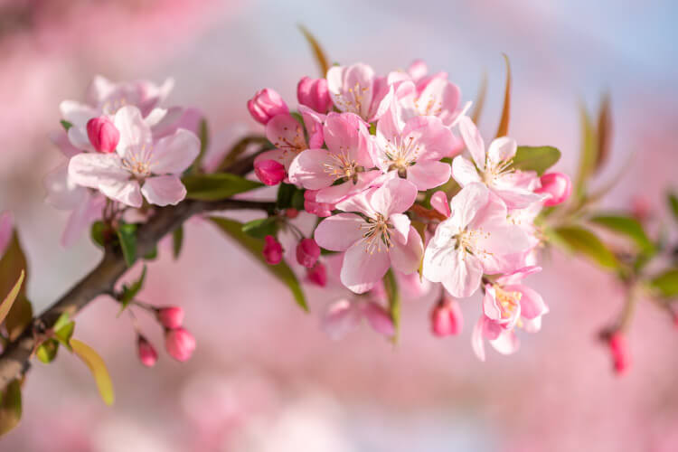 桜の語源と言われるのはなぜ？