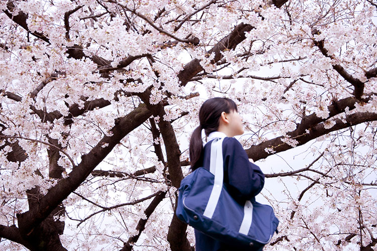 桜は思い出と連動している