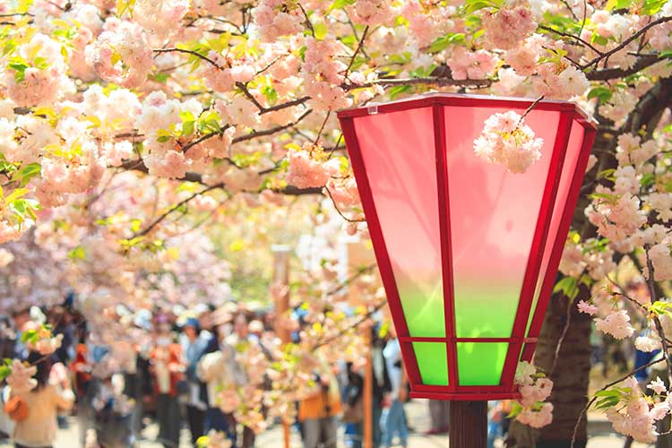 春を祝うお花見～桜で楽しむ和みの時間02