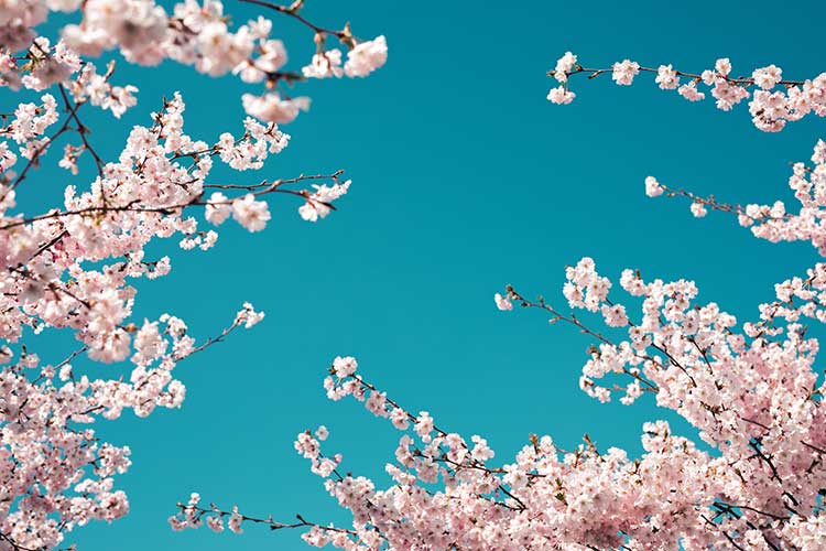 春を祝うお花見～桜で楽しむ和みの時間04
