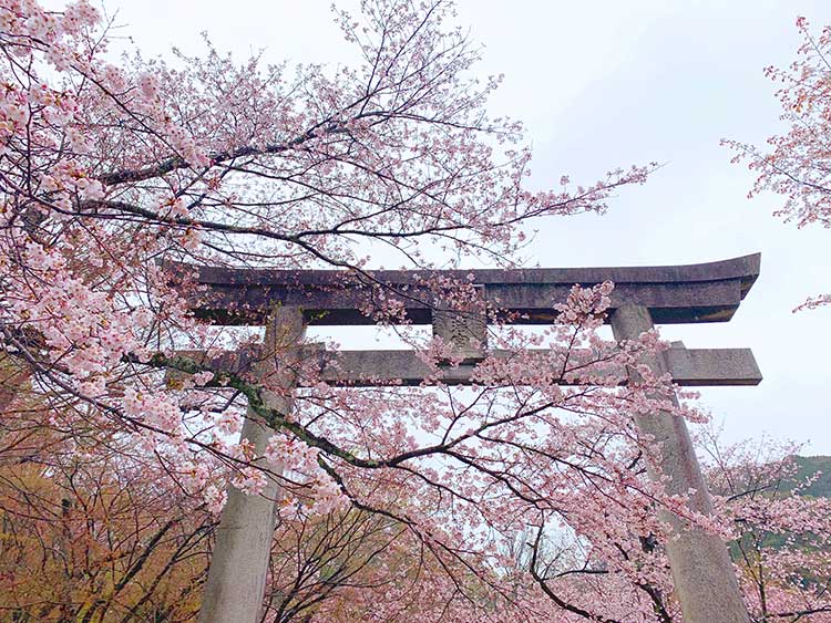春を祝うお花見～桜で楽しむ和みの時間13