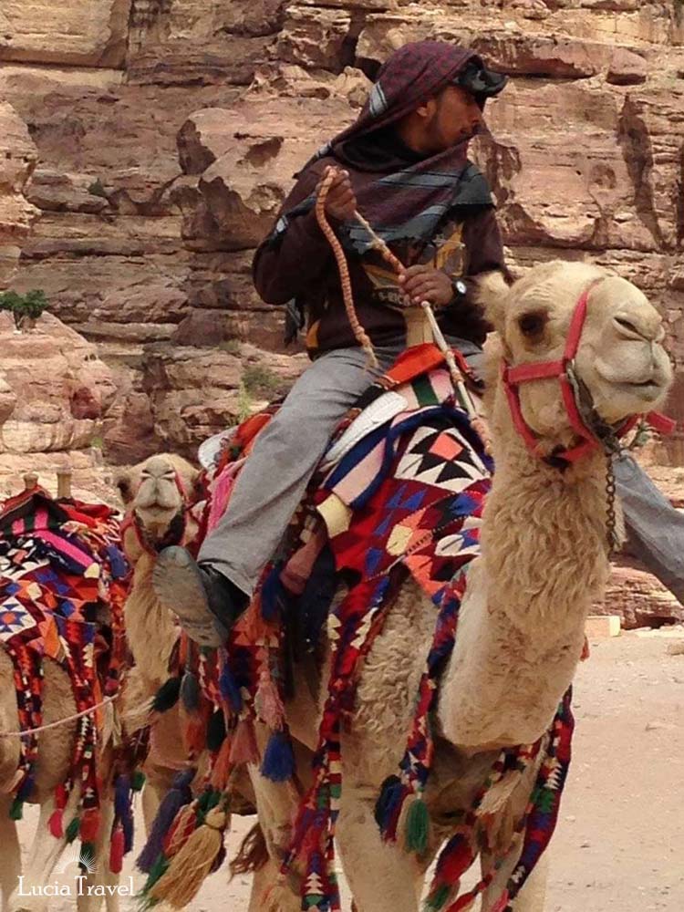 観光客を乗せるため着飾ったラクダを操る現地民。