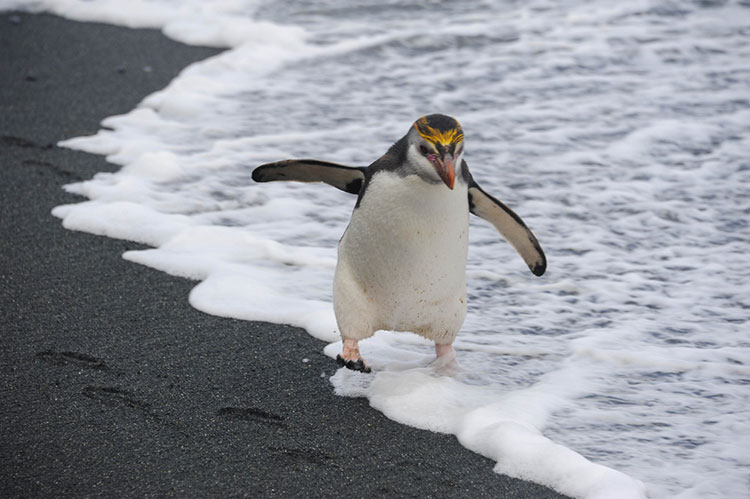 マッコーリー島に生息する可愛すぎるロイヤルペンギン