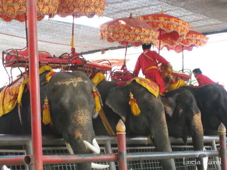 観光客を乗せるためにドレスアップした象と象使い。アユタヤ王朝を意識した鮮やかな赤が印象的