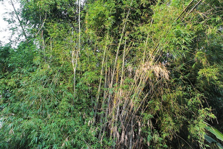 里山が減ってしまうことでのリスクとは